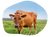 certified organic cows milk